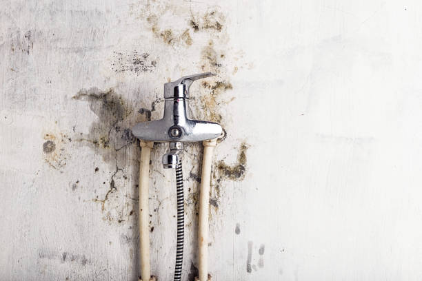 Best Basement Mold Remediation in Pleasantdale, NJ