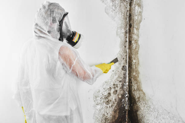 Best Commercial Mold Remediation in Pleasantdale, NJ