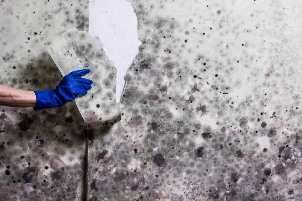 Best Attic Mold Remediation in Pleasantdale, NJ
