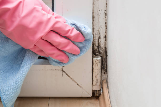 Best Attic Mold Remediation in Pleasantdale, NJ